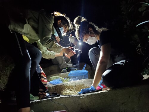 The team working in the field, taking measurements and samples from a tokay gecko. Credits to Tsz Chun SO.